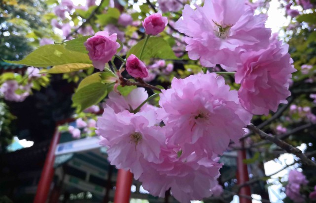 四谷见子_四谷见子_四谷见子