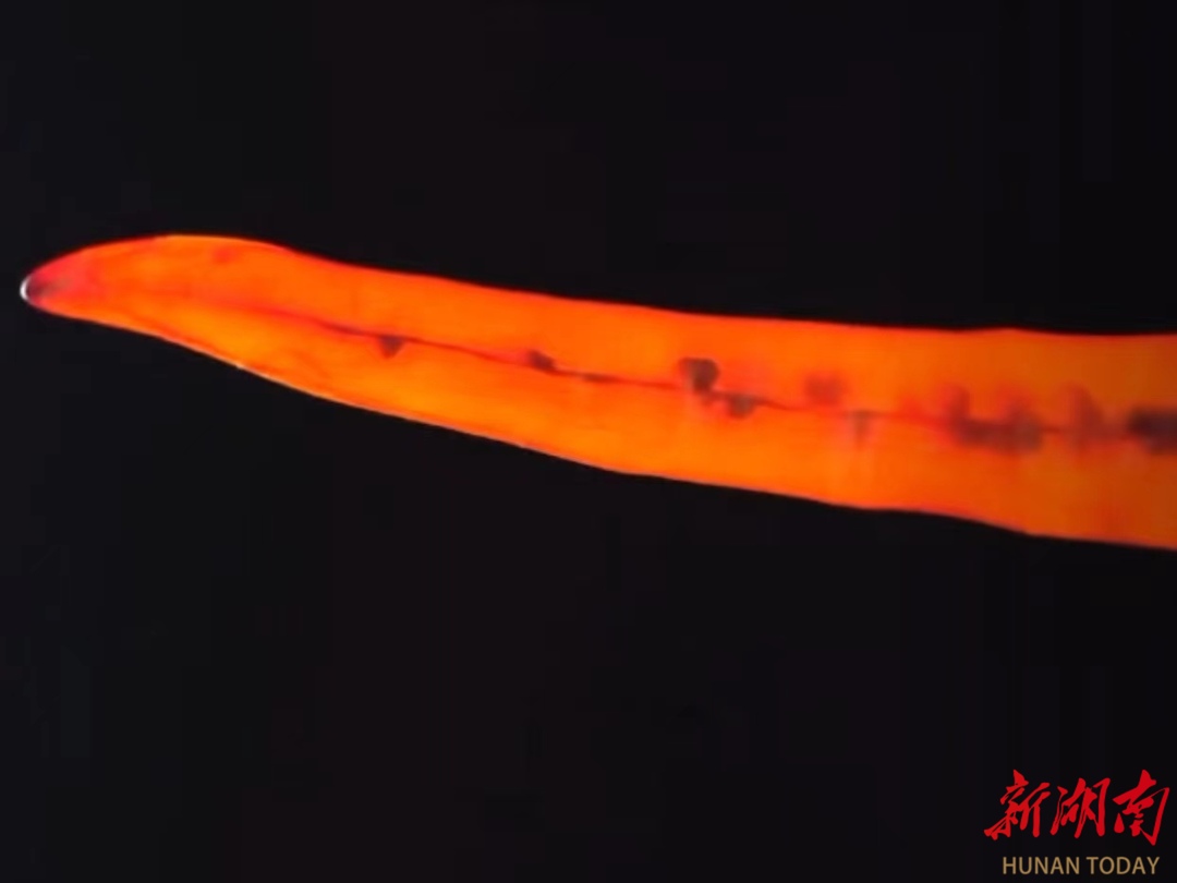 辣椒的游戏_辣椒游戏助手官网_啥时候出的小辣椒手机游戏
