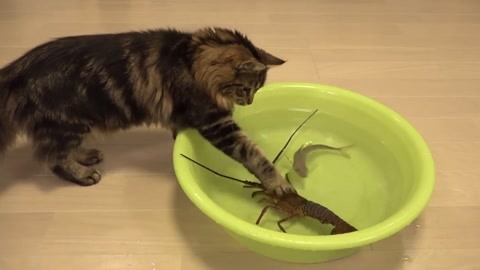 小猫抓鱼的手机游戏_猫抓鱼的游戏_手机猫抓鱼游戏