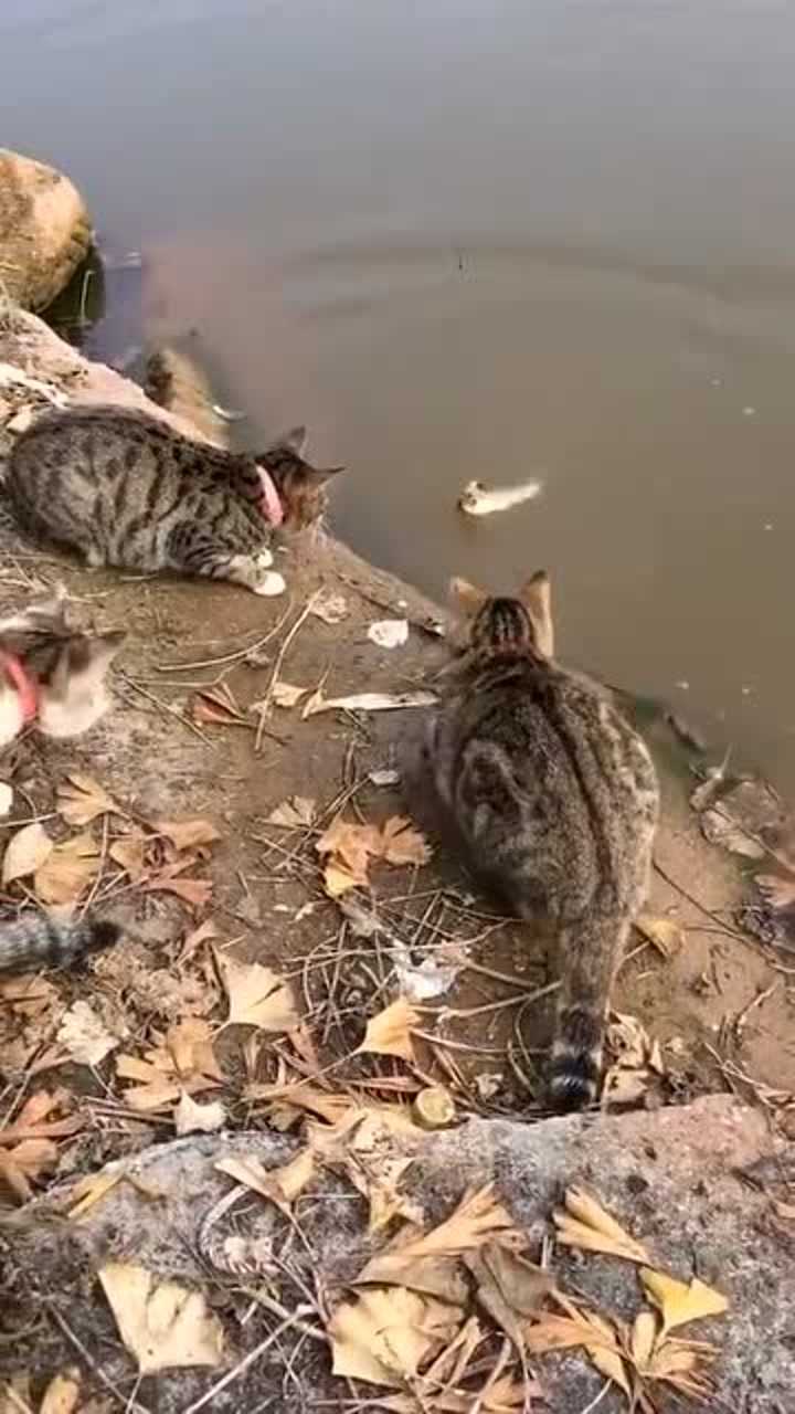 猫抓鱼的游戏_手机猫抓鱼游戏_小猫抓鱼的手机游戏