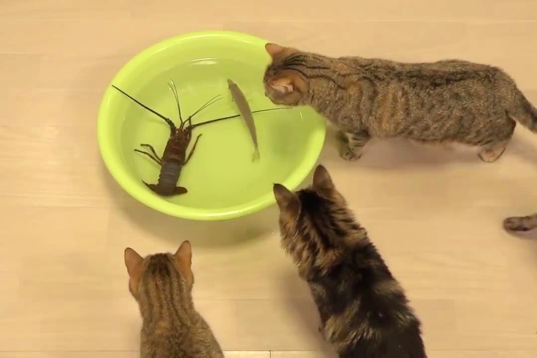 手机猫抓鱼游戏_猫抓鱼的游戏_小猫抓鱼的手机游戏