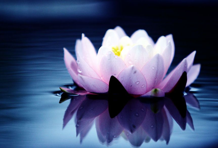 月虹公司_月虹_王月虹