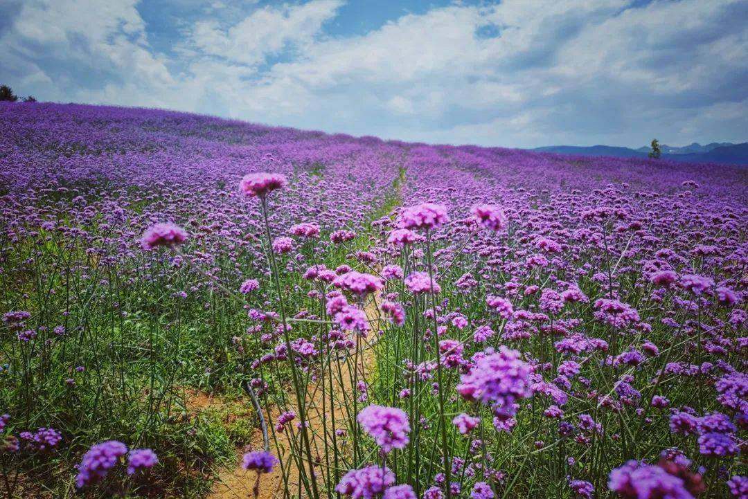 月虹_王月虹_月虹公司