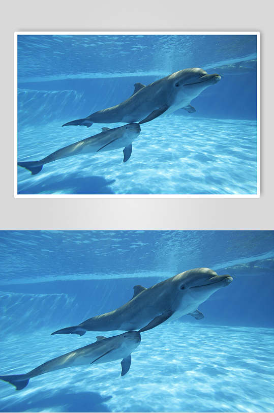 手机 海豚 游戏-海豚乐园：畅游大海，探索海底奇观，与海洋生