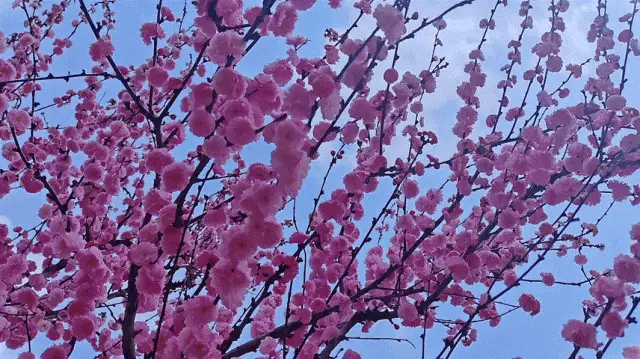 三月三日是清明_清明一候是什么_清明之候的候什么意思