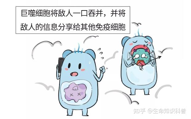 巨噬细胞缩写-巨噬细胞：人体内勇敢的保卫者，为健康安全而战