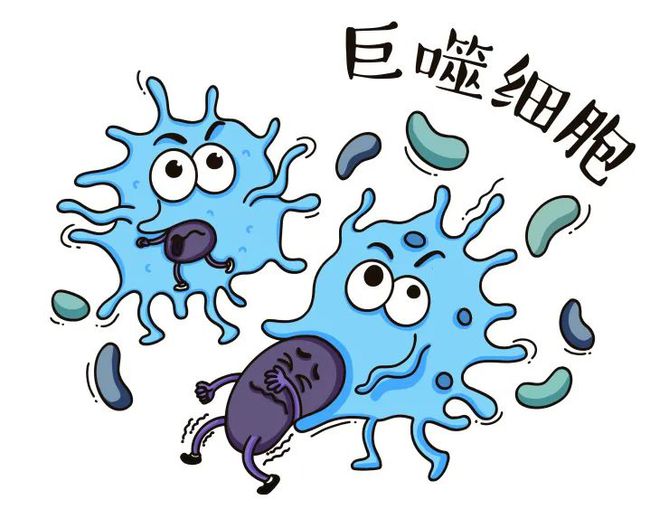 巨噬细胞的英文缩写_缩写细胞巨噬细胞图片_巨噬细胞缩写