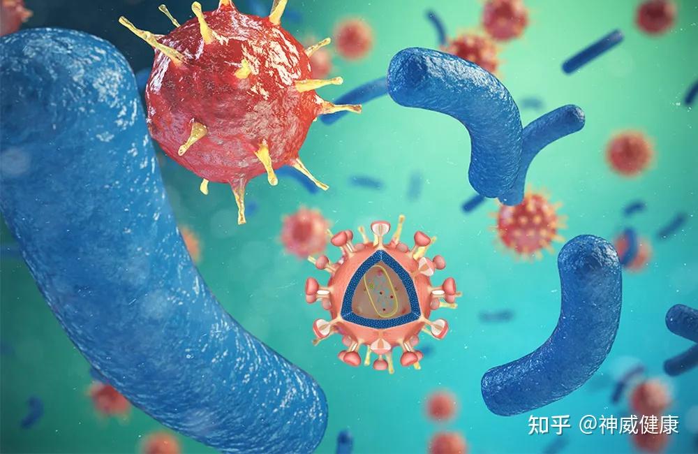 巨噬细胞缩写_巨噬细胞的英文缩写_缩写细胞巨噬细胞图片