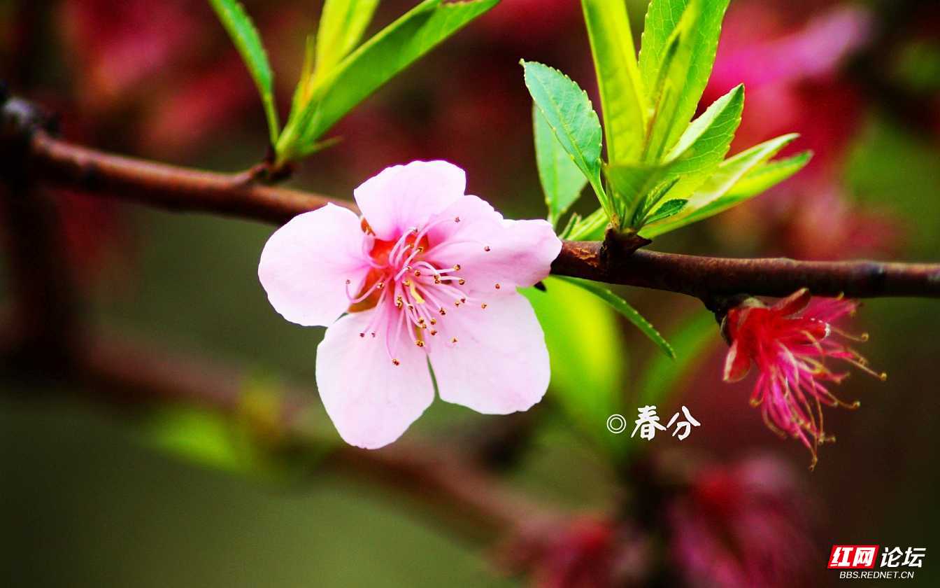 春分时间是固定的吗_春分的时间是_春分是什么时候