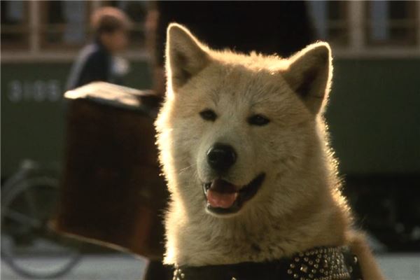 忠犬八公电影免费完整观看-忠犬八公：忠诚与坚持的力量，触动心
