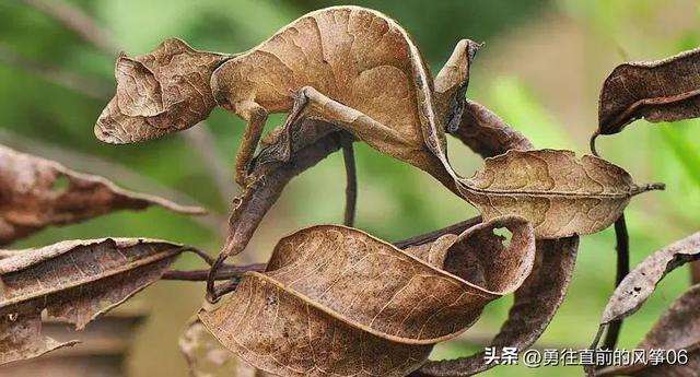 壁虎推荐手机游戏_手机壁虎游戏推荐_壁虎游戏公司