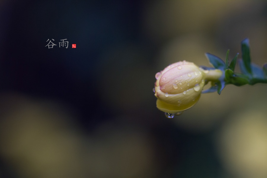 谷雨走谷雨_谷雨走谷雨是什么意思_走谷雨