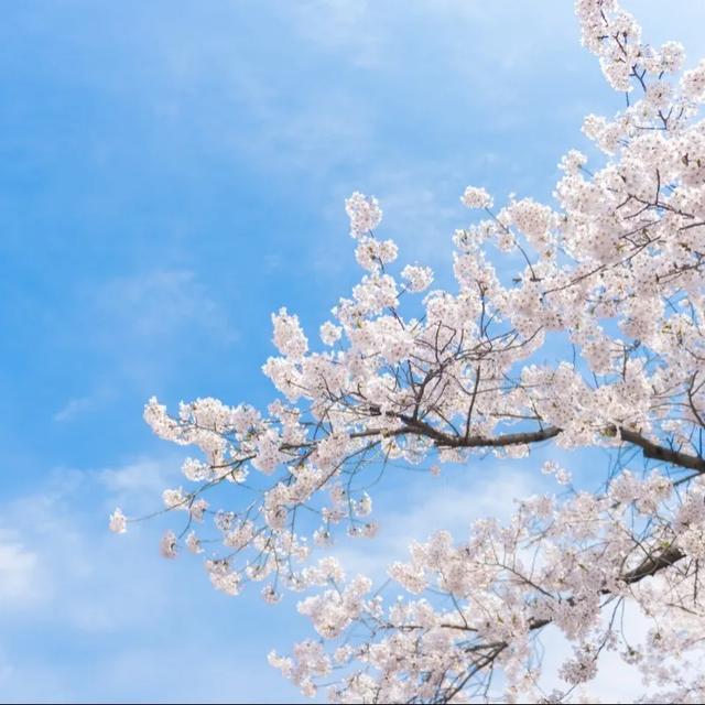 心动的名字——樱井沙罗，如春天樱花般温柔神秘