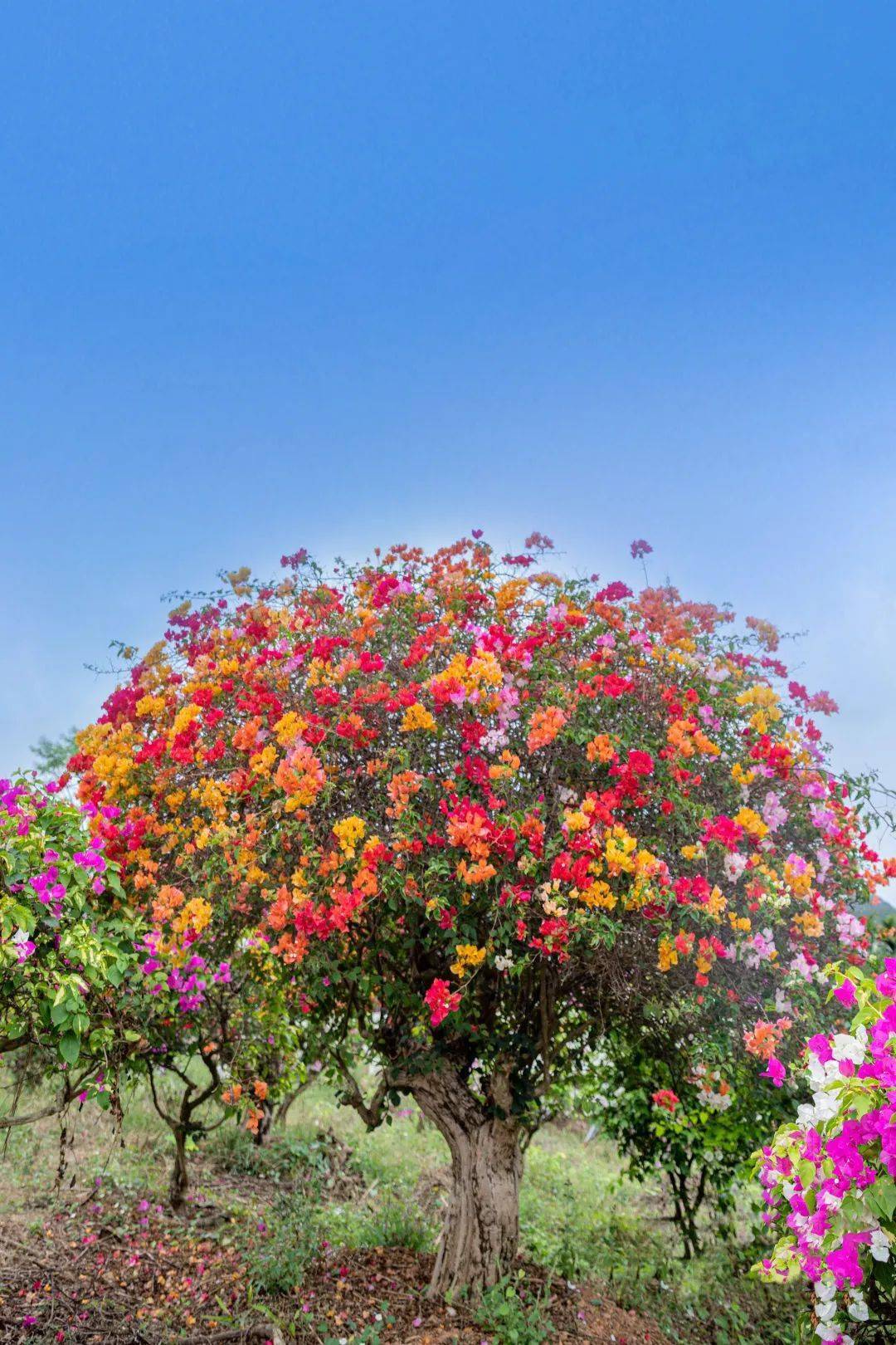 见花泄是什么意思_花见_见花如面