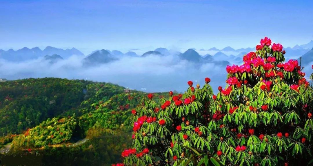 见花如面_花见_见花泄是什么意思