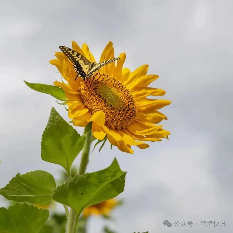 适合妹子拍照的游戏手机_适合女生拍照打游戏的手机_妹子拍照适合手机游戏吗